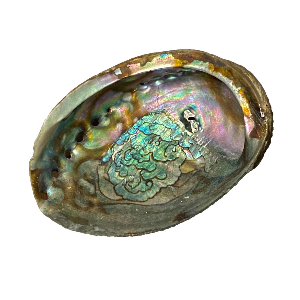 Beautiful Abalone Shell - Trinket Tray {30% off bundled}